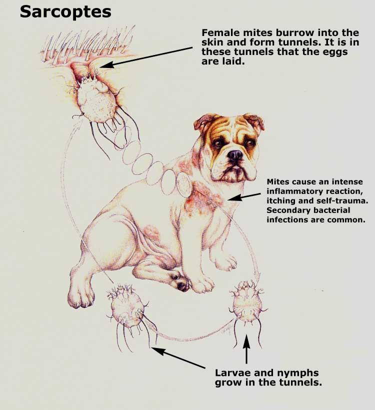 COMMON MANGE IN DOGS AND CATS Sarcoptic Mange LIFE CYCLE OF Sarcoptes scabiei 17
