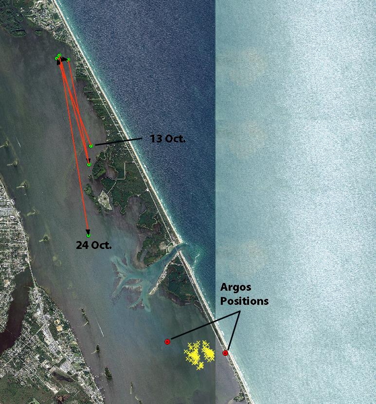 (Figure 4). The turtle remained in that area until 22 October (Figure 4). On 24 October the last GPS position received suggests that Dylan was moving south.