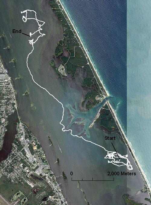 A return was made to the east side on the evening of Figure 5. Movements of a juvenile green turtle tracked via a towed float 23-28 September. 2005. the 16th.
