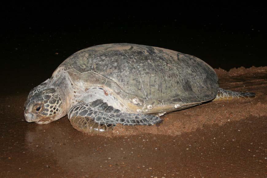 A. Adult green turtle ashore after