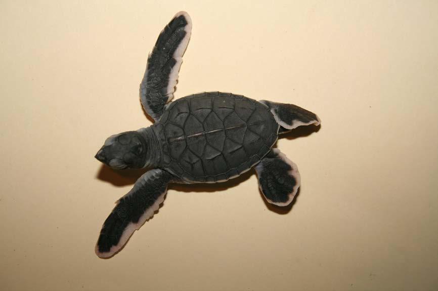 Hatchling green turtle at Mon Repos