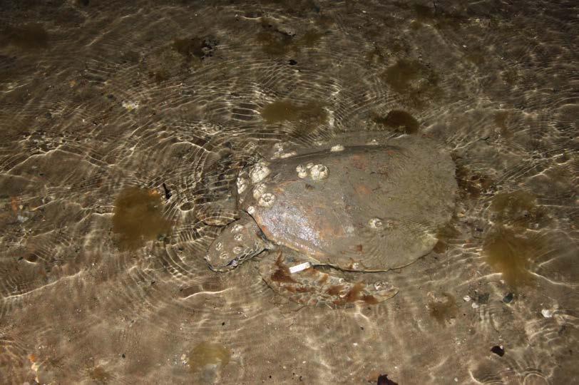 A. Foraging immature green turtle at