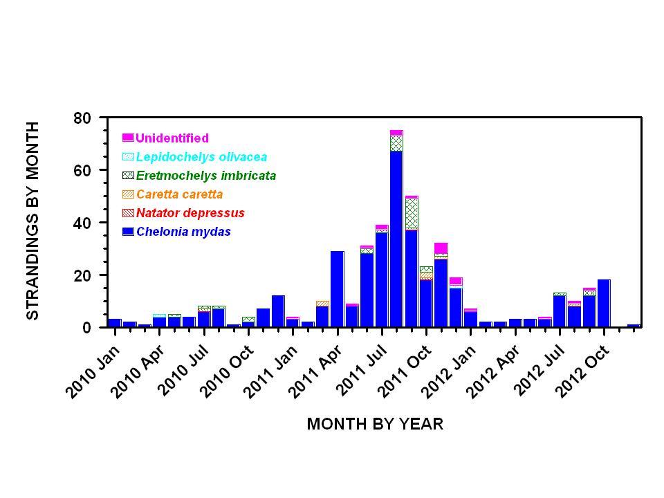 Frequency distribution of reported marine turtle strandings by species and month for the Rockhampton