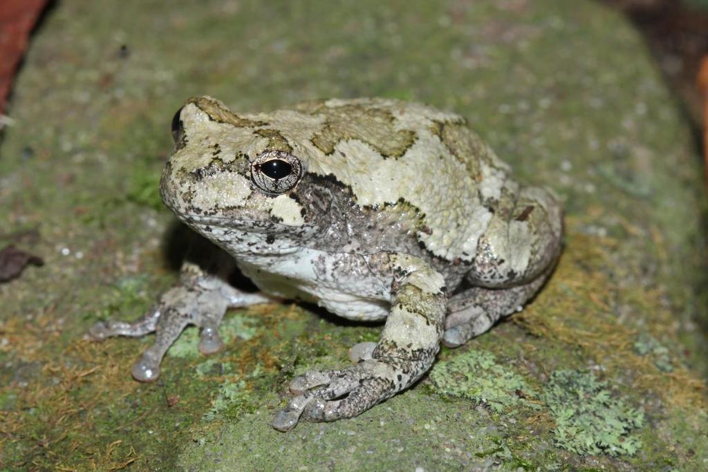 Eastern Gray Treefrog (Hyla versicolor) Gray Treefrogs are common aboreal frogs throughout the eastern United States.