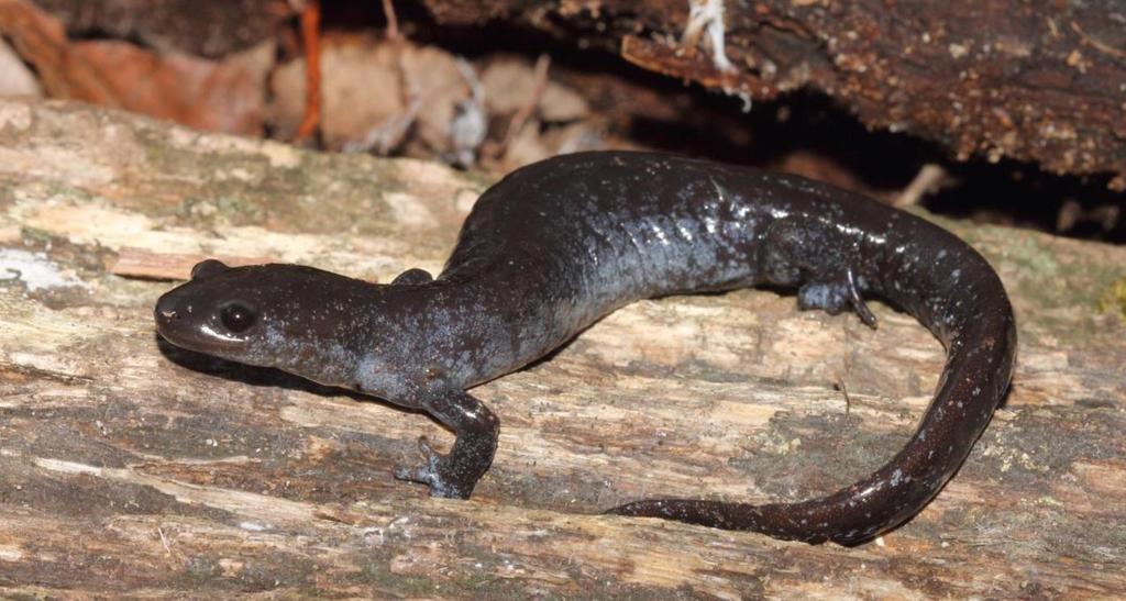 Unisexual Polyploid Salamanders (Ambystoma spp.