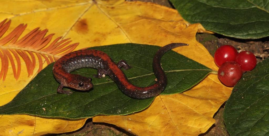 Eastern Red-backed Salamander (Plethodon cinereus) The eastern red-backed salamander is a common small woodland salamander found throughout the eastern United States.