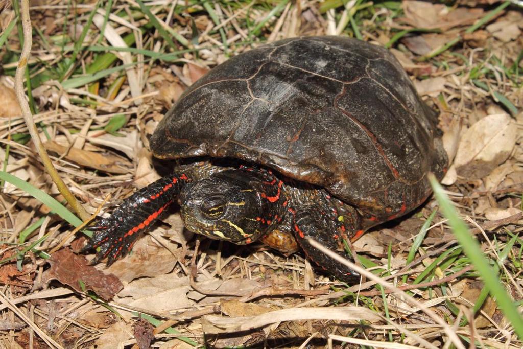 Midland Painted Turtle (Chrysemys picta marginata) The midland painted turtle is a common pond turtle in the midwest.