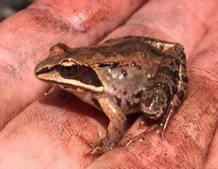 Juvenile wood frog found at