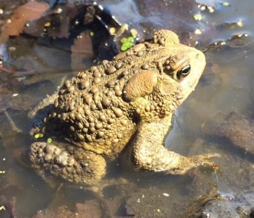 American toad found at the