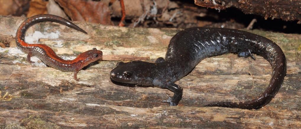 Unisexual polyploid salamander