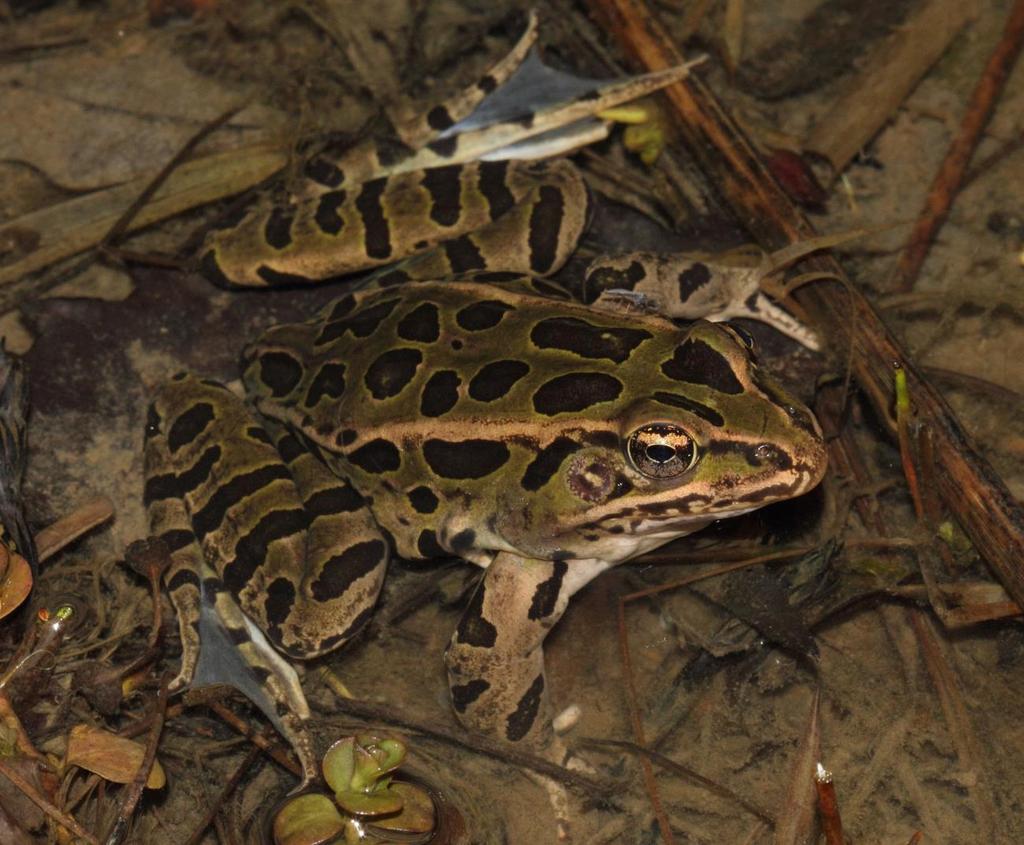 Northern Leopard Frog (Lithobates pipiens) The Northern Leopard Frog is a common semiaquatic frog found throughout the northern United States and Canada.