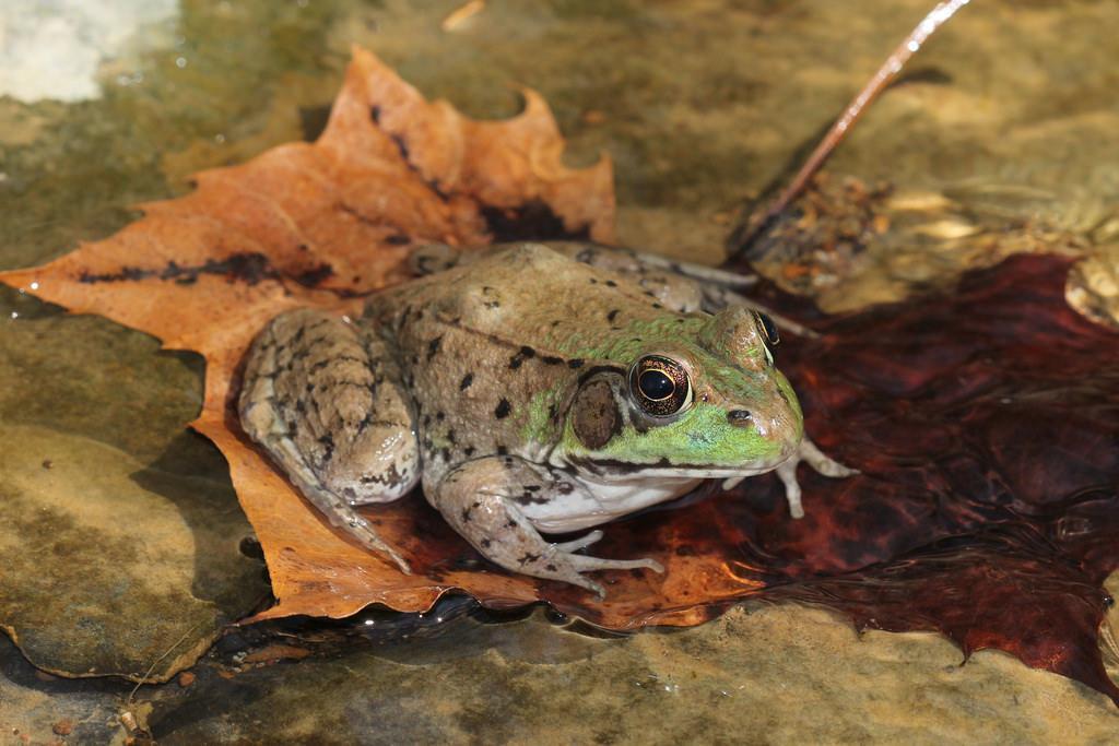 Northern Green Frog (Lithobates clamitans melanota) Northern green frogs are common pond frogs in most of the eastern United States.