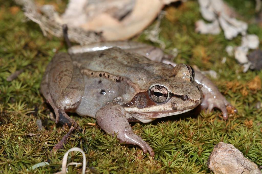 Wood Frog (Lithobates sylvatica) Wood frogs are small frogs native to northern North America, famous for their ability to freeze solid during hibernation and come back to life after they thaw in