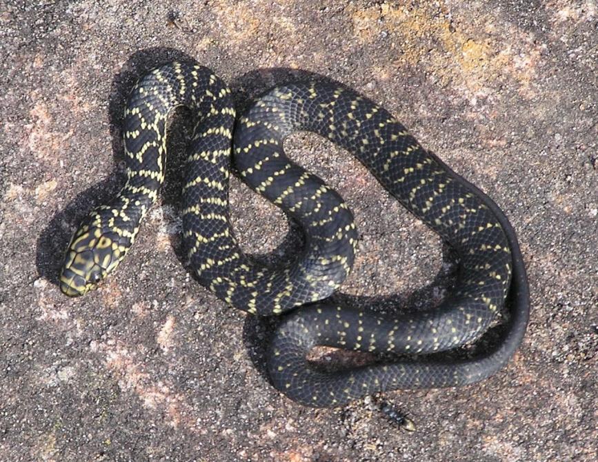 Were you aware that the broad-headed snake exists within Royal NP?