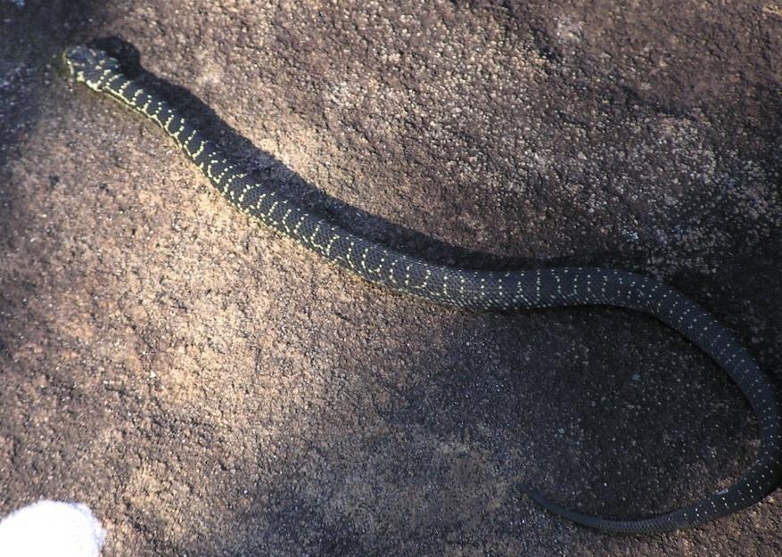 Broad-headed snake (Hoplocephalus bungaroides) Ecology Arboreal; saxicolous (rock dwelling).
