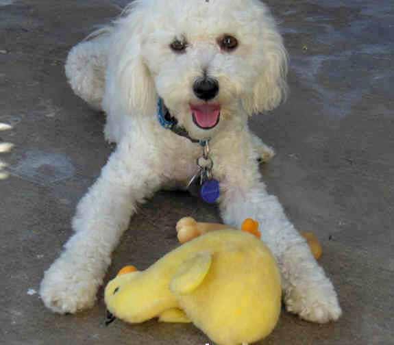 I have been Mom to a bichon and now a bichon mix and understand that there is a tendency for these darling creatures to have issues with what is often called allergies.