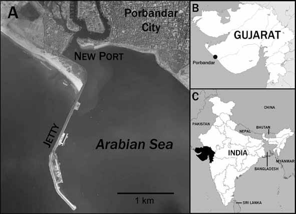 June, 2012] Notes 47 Figure 1. A) GoogleEarth image of the port area of Porbandar, Gujarat. The known distribution of Hemidactylus porbandarensis is limited to the port area and jetty.