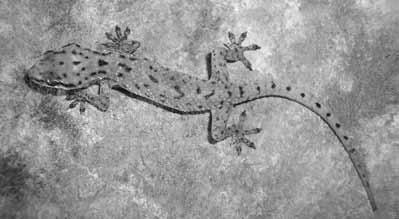 48 Hamadryad [Vol. 36, No. 1 Figure 3. Juvenile specimen of Hemidactylus robustus from Porbandar in life. Photo R. Vyas. 1991 1993 2001; Anderson 1999; Rösler 2000).
