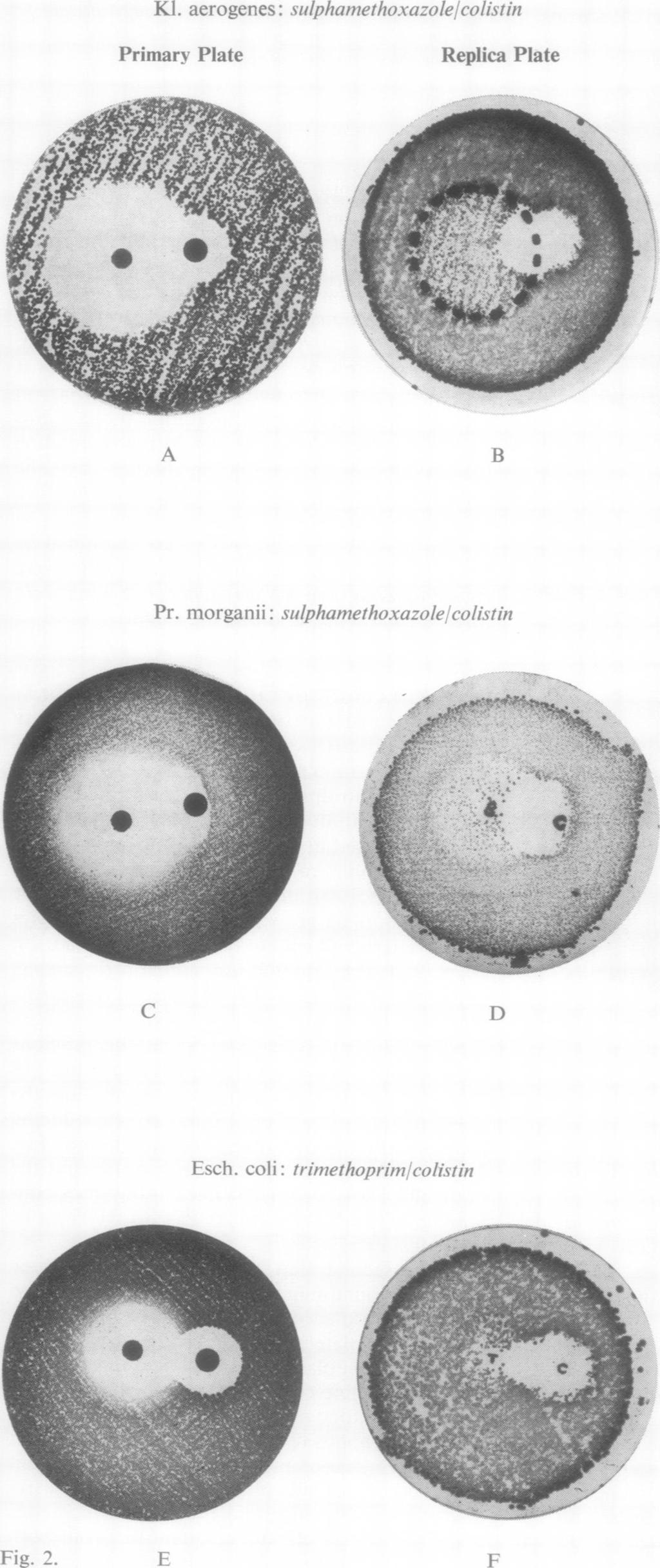 760 N. A. Simnmons Fig. 2 Results of replica plating. Colistin discs on the right of each plate, trimethoprim or sulpha- )T 'I; methoxazole on the left. opposite the centre colistin disc.