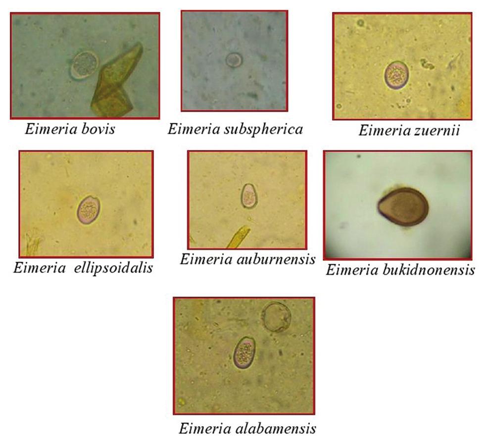 of their morphological characters (Figure-1). The length width (mean±standard error) of each species were E. subspherica (10.1±0.46 9.8±0.69 μm), E. ellipsoidalis (15.1±0.57 12.2±0.68 μm), E.