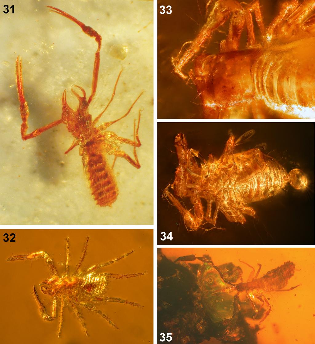 70 Judson Figures 31 35. Chthoniidae and Atemnidae in Mexican amber. 31, holotype male of Paraliochthonius miomaya n. sp.