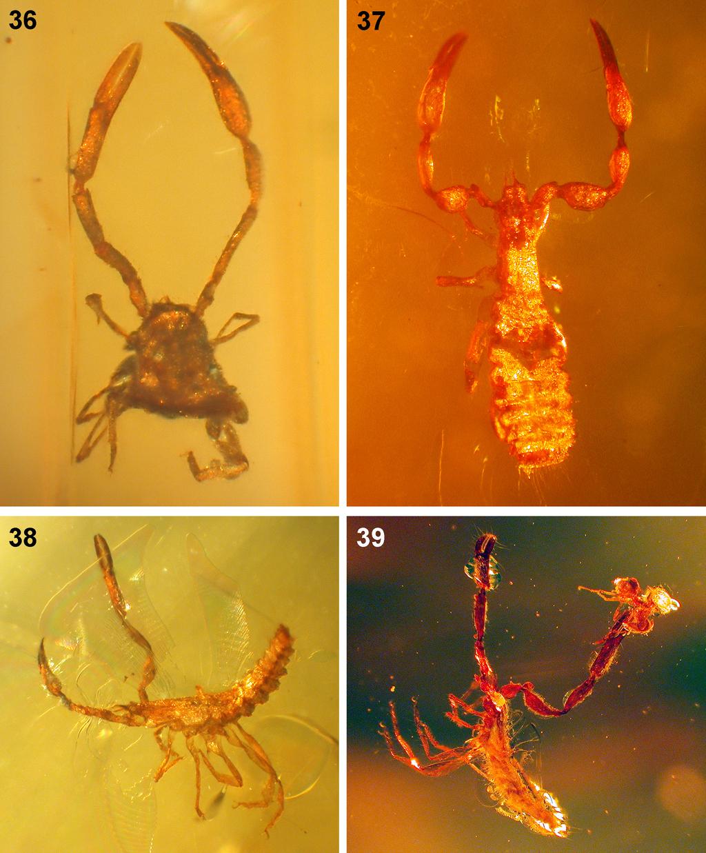 Pseudoscorpions (Arachnida, Chelonethi) in Mexican amber 71 Figures 36 39, Cheliferoidea in amber from Simojovel.