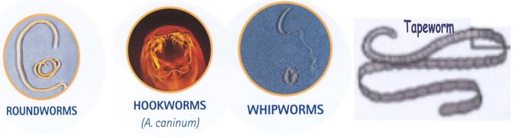 Parasites: Intestinal Parasites: Including rundwrms, hkwrms, tapewrms and mre. Adult petsare still at risk frm ingesting rdents, birds, bugs r even just frm being expsed t sil.