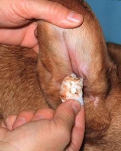 painful fr yur pet) 1. The ear wash slutin is squeezed int the ear canal, until almst ver flwing. 2.
