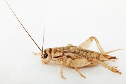 Do not feed too many crickets at one time, giving only as many as they can eat in a couple of minutes. Too many uneaten crickets can begin to stress our pet out or even begin to bite them.