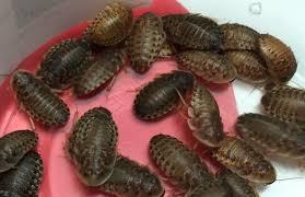 If they do pupate, the moths are also edible, and can be fun for your pet to catch (although it might be a little difficult for slower animals). Waxworms 42.4 46.