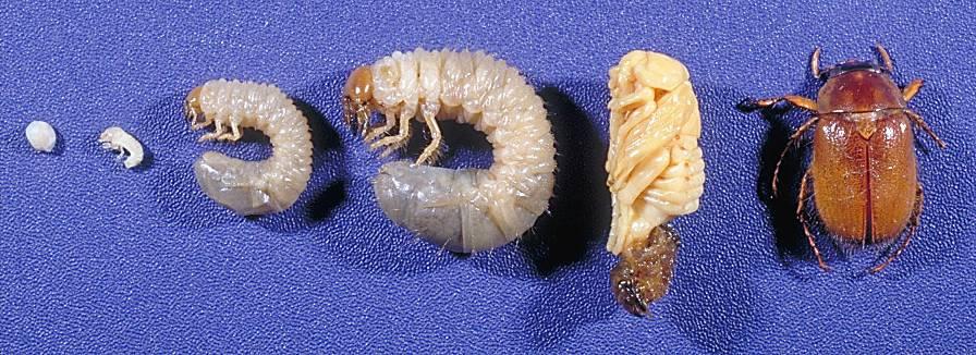 Grub Life Stages (Northern Masked