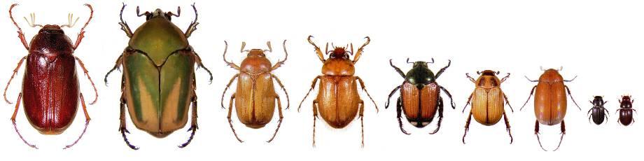 Grub Complex Ataenius Aphodius May/June Beetle green June beetle European
