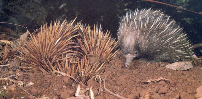 (Echidna) are members of