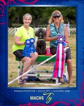 Premier Agility Dog. Premier is a newer AKC class that has more difficult courses with European style challenges.