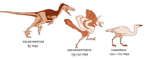 Icon #4 Archaeopteryx Missing Link Problems Just a Bird: Larry Martin of the University of Kansas, said in 1985 that the archaeopteryx is not an ancestor of birds, but a member of extinct birds