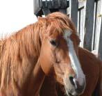Infected horses are quarantined and need to be permanently maintained in isolation or be euthanized to prevent the disease from spreading to other