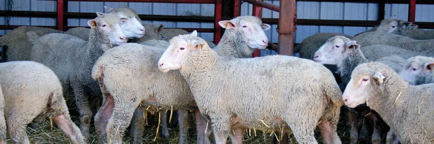 Distributed from the office: 2,956 Ovine Progressive Pneumonia The Board is one of several partners participating in a project to apply new flock management methods to eradicate Ovine Progressive