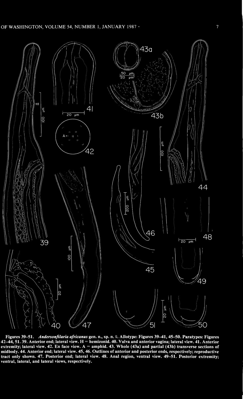 Outlines of anterior and posterior ends, respectively; reproductive tract only shown. 47.