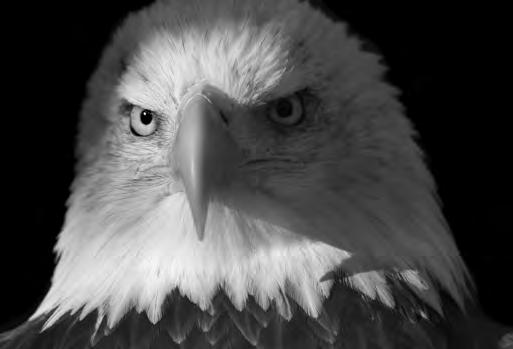 Nature & History The Bald Eagle What does the bald eagle represent to the people of America? Pictures of the bald eagle have been placed on money by different nations for thousands of years.