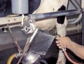 Transmission usually occurs during milking by exposing the healthy gland to contaminated milking equipment, towels and/or milker s hands.