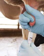 Proper method to collect a milk sample