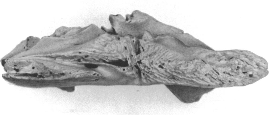 1982 GAFFNEY: BAENID TURTLES 11 canalis caroticus lateralis foramen posterius FIG. 5.