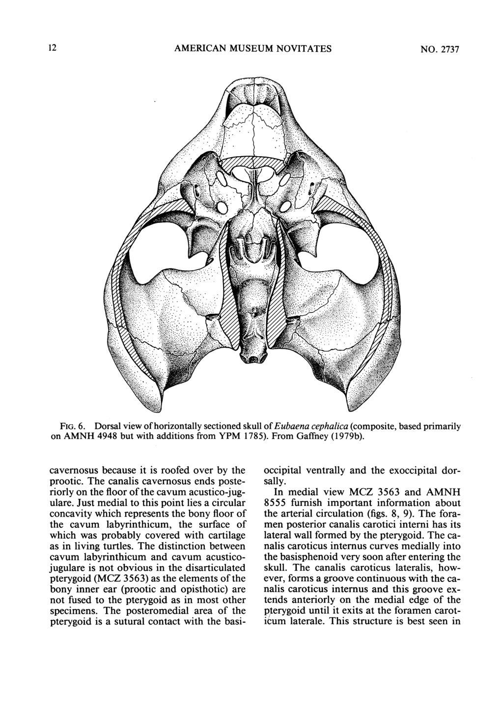 12 AMERICAN MUSEUM NOVITATES NO. 2737 FIG. 6. Dorsal view ofhorizontally sectioned skull ofeubaena cephalica (composite, based primarily on AMNH 4948 but with additions from YPM 1785).