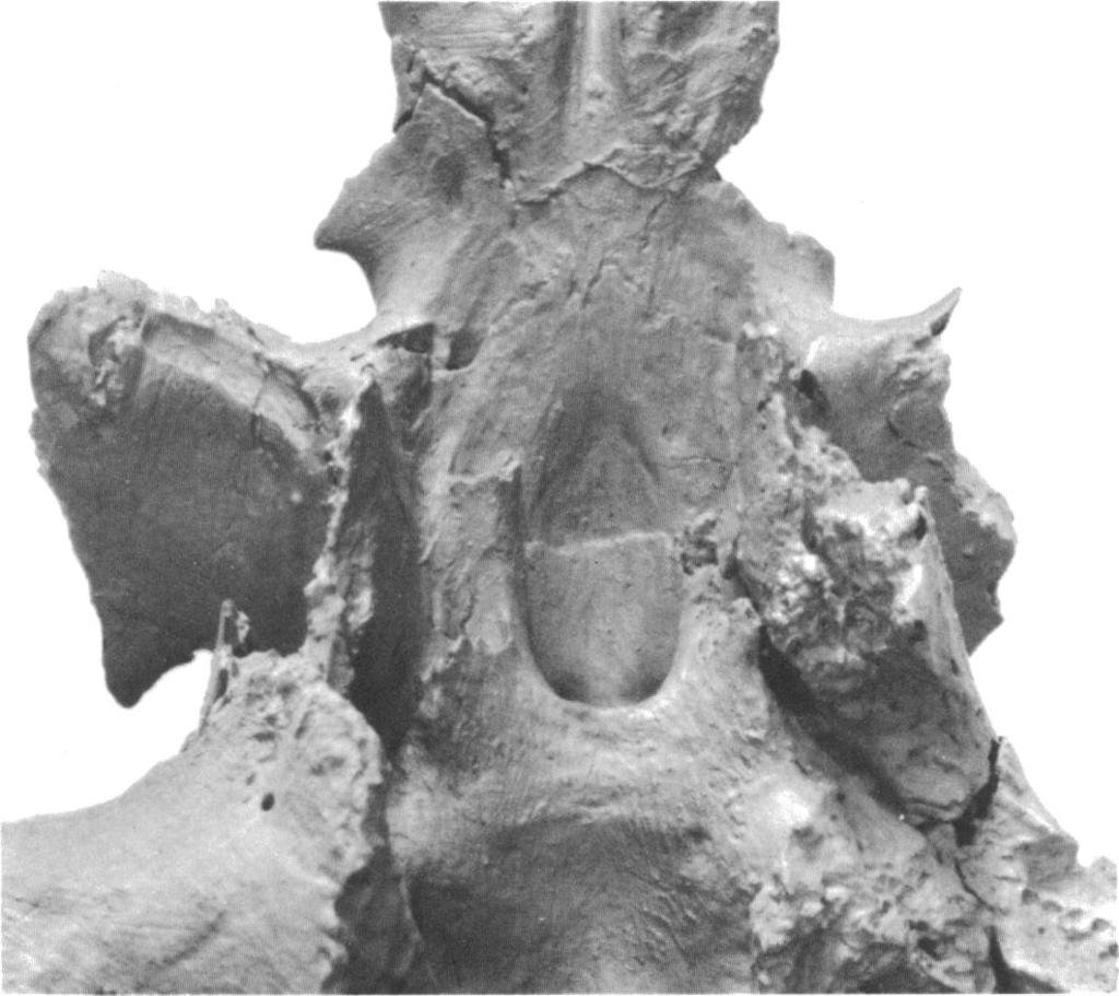 14 AMERICAN MUSEUM NOVITATES NO. 2737 FIG. 7. Dorsal view of basicranium, Eubaena cephalica (AMNH 4948), Late Cretaceous, Hell Creek Formation, Bug Creek Anthills, McCone County, Montana.