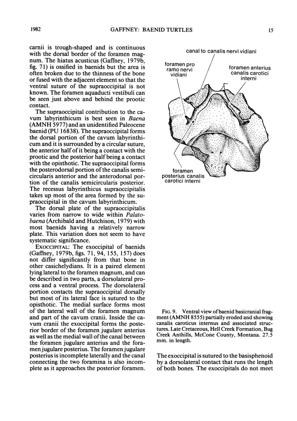 1982 GAFFNEY: BAENID TURTLES 15 carnii is trough-shaped and is continuous with the dorsal border of the foramen magnum. The hiatus acusticus (Gaffney, 1979b, fig.