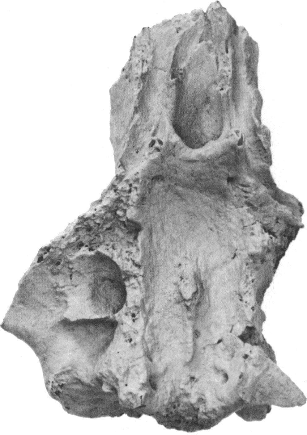 16 AMERICAN MUSEUM NOVITATES NO. 2737 z,. 7. 7, P4" A-1 0t'*?7M r *r V,..LN' N.. V., FIG. 11. Dorsal view of baenid basicranial fragment (AMNH 8554), same data as figure 9. 28.8 mm. in length. FIG. 10.