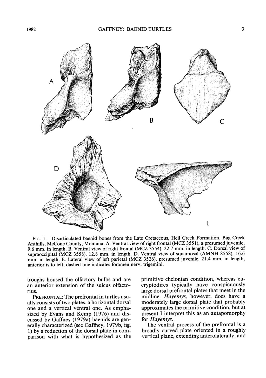 1982 GAFFNEY: BAENID TURTLES 3 FIG. 1. Disarticulated baenid bones from the Late Cretaceous, Hell Creek Formation, Bug Creek Anthills, McCone County, Montana. A. Ventral view of right frontal (MCZ 355 1), a presumed juvenile, 9.