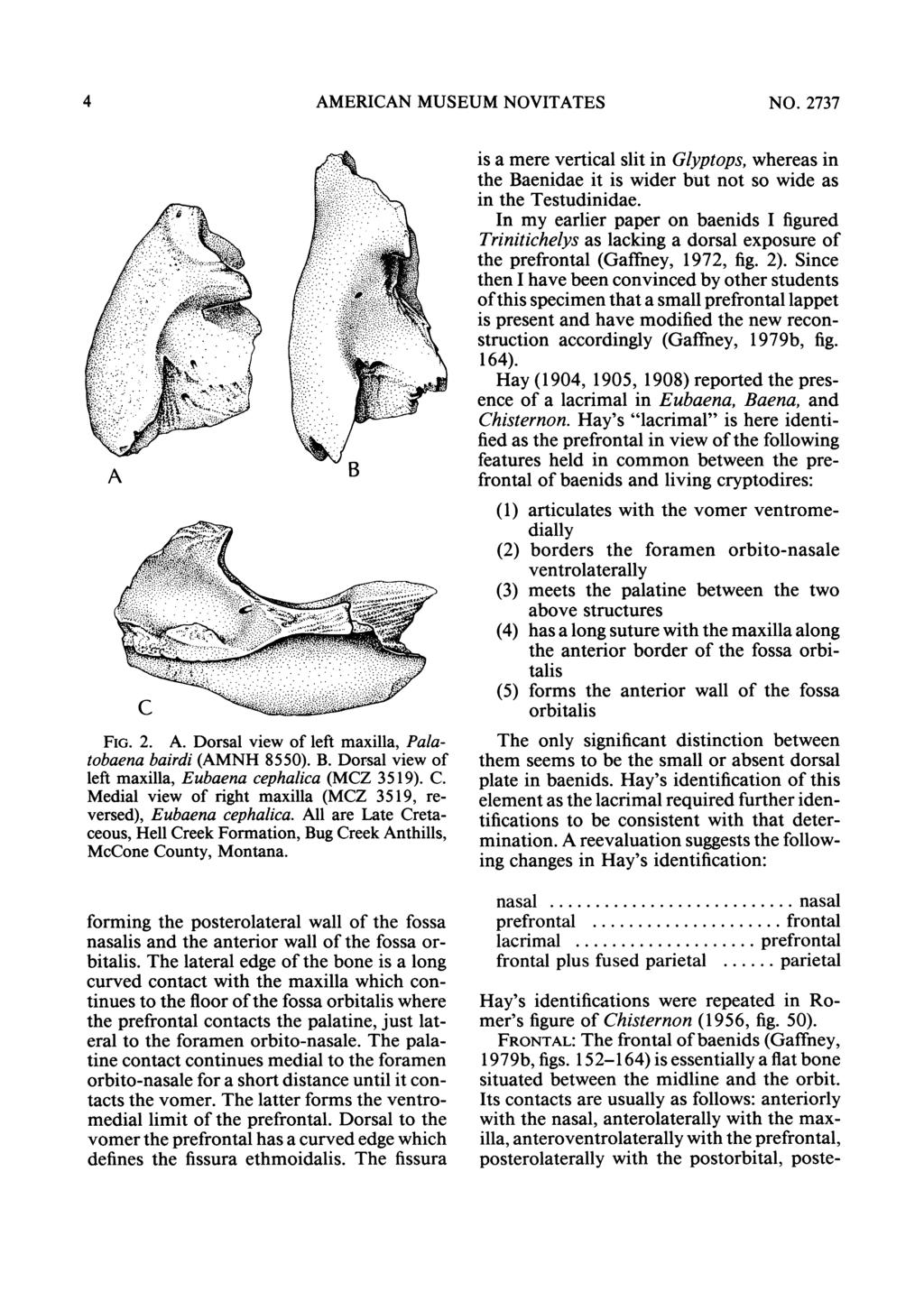 4 AMERICAN MUSEUM NOVITATES NO. 2737 A - B FIG. 2. A. Dorsal view of left maxilla, Palatobaena bairdi (AMNH 8550). B. Dorsal view of left maxilla, Eubaena cephalica (MCZ 3519). C.