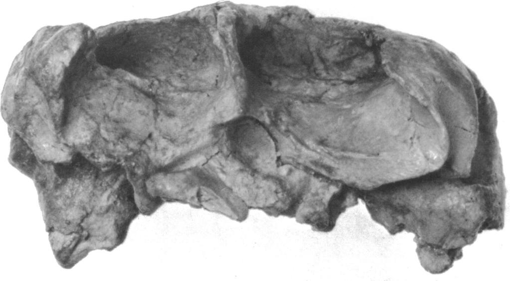 6 AMERICAN MUSEUM NOVITATES NO. 2737 FIG. 3. Occipital view of Trinitichelys hiatti (MCZ 4070, 55 mm. in length), Early Cretaceous, Trinity Sand, Hardee Montague County, Texas.