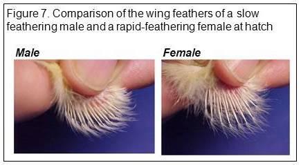 Source: Jacquie Jacob, University of Kentucky Throughout embryonic development, there are no external characteristics that identify the sex of the chick.